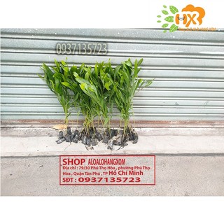 combo 50 cây tràm lai cây giống