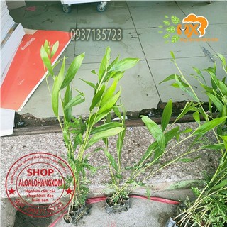 combo 50 cây tràm lai cây giống