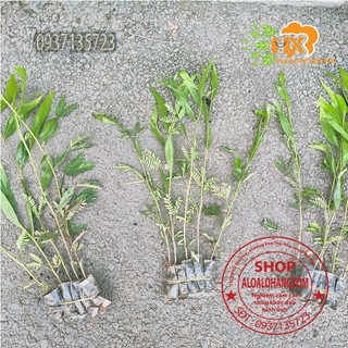 combo 50 cây tràm lai cây giống