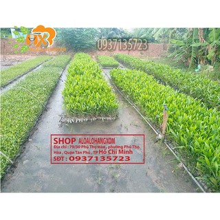 combo 50 cây tràm lai cây giống