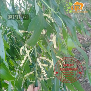 combo 50 cây tràm lai cây giống