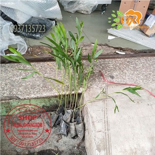 combo 50 cây tràm lai cây giống