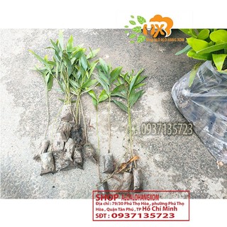 combo 50 cây tràm lai cây giống