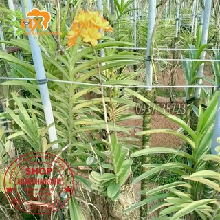cây lan epi [ màu đỏ , màu vàng ]
