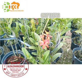 cây lan epi [ màu đỏ , màu vàng ]