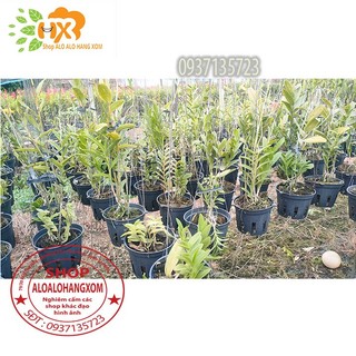 cây lan epi [ màu đỏ , màu vàng ]