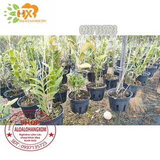 cây lan epi [ màu đỏ , màu vàng ]