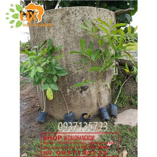 combo 5 cây xà cừ cây giống