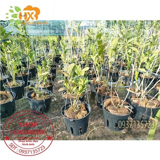 cây lan epi [ màu đỏ , màu vàng ]