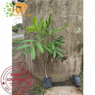 combo 5 cây xà cừ cây giống