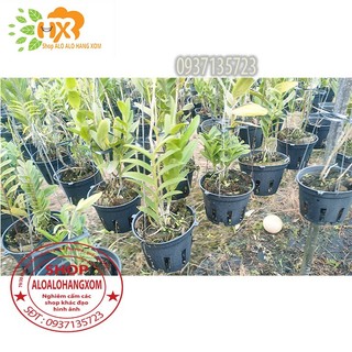 cây lan epi [ màu đỏ , màu vàng ]