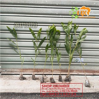 combo 50 cây tràm lai cây giống