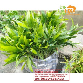 combo 50 cây tràm lai cây giống