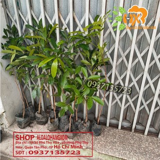 combo 5 cây xà cừ cây giống