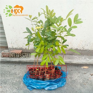 Combo 5 cây xà cừ cây giống