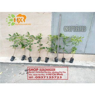 combo 5 cây xà cừ cây giống