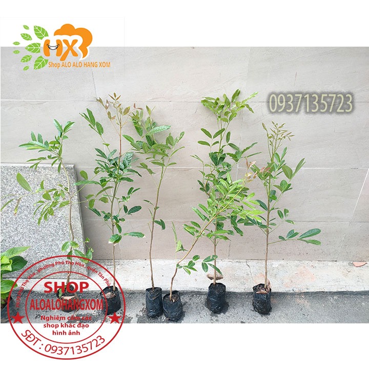 cây xà cừ cây giồng-combo 5 cây