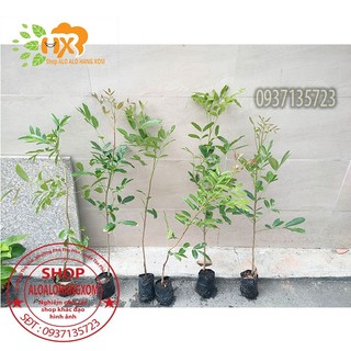 Cây xà cừ cây giồng-combo 5 cây