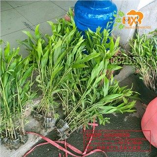 combo 50 cây tràm lai cây giống