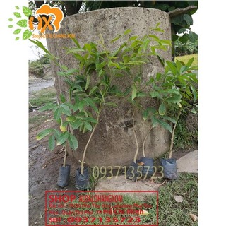 cây xà cừ cây giồng-combo 5 cây