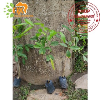 cây xà cừ cây giồng-combo 5 cây