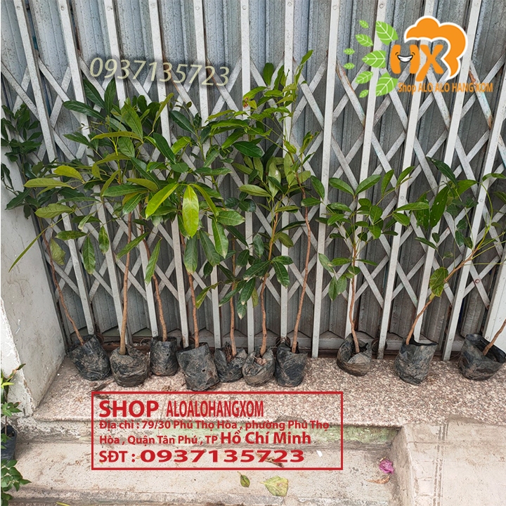 combo 5 cây xà cừ -cây giống