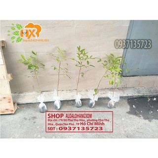 combo 5 cây xà cừ -cây giống