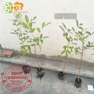 combo 5 cây xà cừ -cây giống