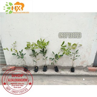combo 5 cây xà cừ -cây giống