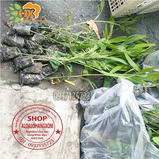 combo 50 cây tràm lai cây giống