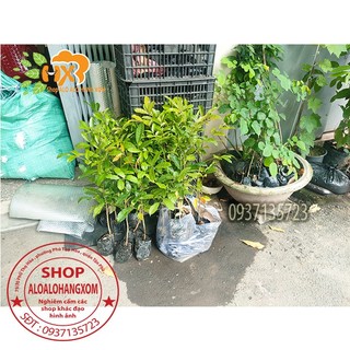 combo 5 cây xà cừ -cây giống
