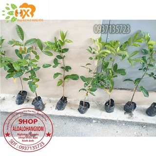 combo 5 cây xà cừ -cây giống