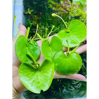 lá thuỷ nữ mini - sen 1 lá nở hoa 4 mùa size mini