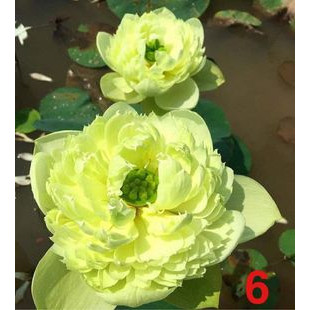 Hạt giống - câygiống - sen táo vàng_ củ sen giống cho hoa sau 1 tháng trồng
