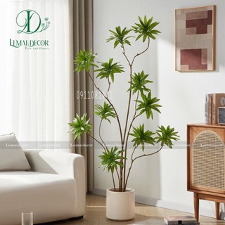 Cây thủy trúc 1m6 phù hợp phong thủy - Cây thủy trúc giả trang trí phòng khách, bếp, ban công, tắm.