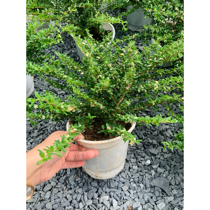 Chậu mềm hàm hương (chậu lớn)