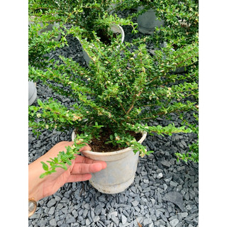 Chậu mềm hàm hương