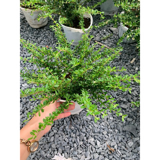Chậu mềm hàm hương (chậu lớn)