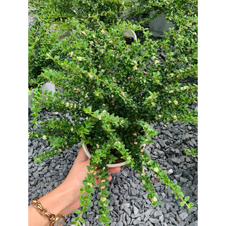 Chậu mềm hàm hương (chậu lớn)