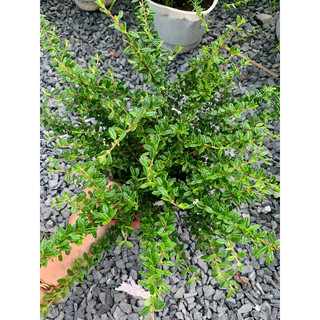 Chậu mềm hàm hương (chậu lớn)