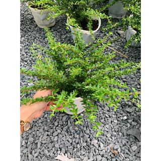 Chậu mềm hàm hương (chậu lớn)