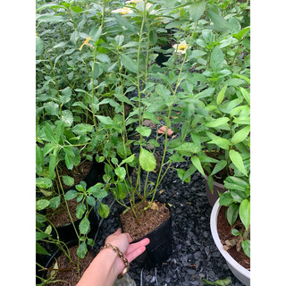 Chậu mềm hoa đông hầu (chậu c6)