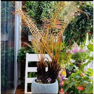 Dương xỉ thân gỗ size nhỏ để bàn