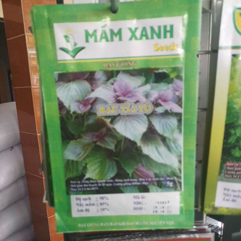 Hạt Giống Tía Tô