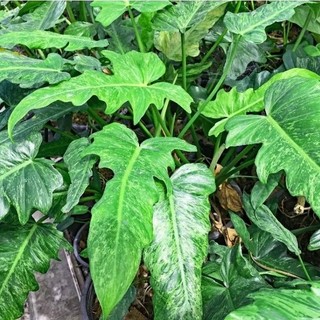 Chậu cây trầu bà rồng đốm Philodendron Dragon Lime Fiddle