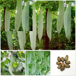 Hạt giống khổ qua tây Gói 2gram