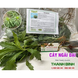 Cây ngải dại khô 1kg - thảo dược thanh bình