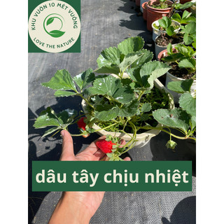 Chậu dâu tây chịu nhiệt - PHÁP CHÙM - trái to, siêu ngọt, chịu nhiệt