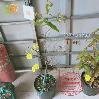 cây mai vàng cây trung