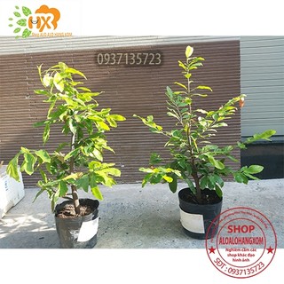 cây mai vàng cây trung ( mai giảo từ 6-12 cánh )